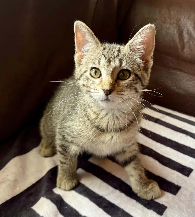 A baby small-sized female Domestic Short Hair cat named Possy for adoption in Urbandale, IA