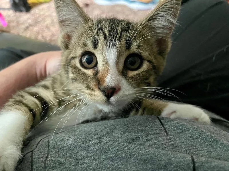 A baby small-sized male Domestic Short Hair cat named Kaiser for adoption in Newaygo, MI