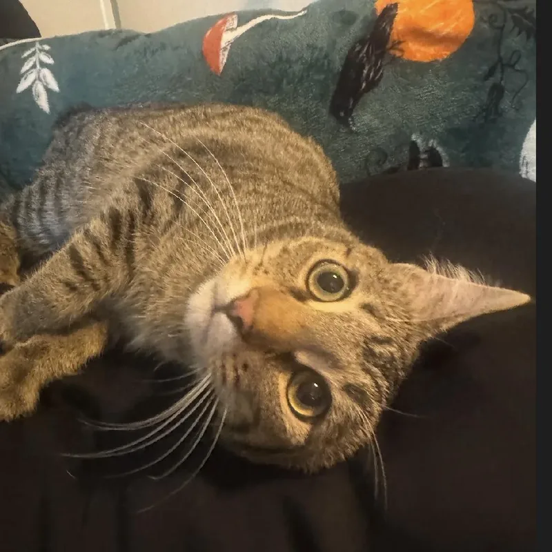 A young medium-sized male Tabby (Brown / Chocolate) Manx cat named Chef for adoption in Puyallup, WA