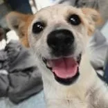 A baby medium-sized male Mixed Breed dog named Pin Pon for adoption in Santa Cruz, CA