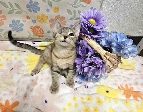A baby small-sized male Tabby cat named Baci for adoption in Greensboro, NC