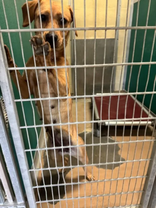 A young medium-sized female Labrador Retriever dog named Annie for adoption in Texas City, TX