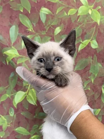 A young small-sized male Domestic Short Hair cat named Red Bull for adoption in San Antonio, TX