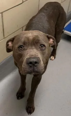 An adult large-sized female American Bully dog named AC "Gigi" for adoption in Conyers, GA