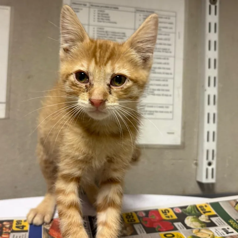 A baby small-sized male Orange / Red Domestic Short Hair cat named Bean for adoption in Yuma, AZ