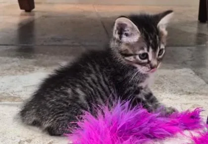 A baby small-sized female Domestic Short Hair cat named Pickle for adoption in San Antonio, TX