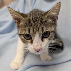 A baby medium-sized male Tabby (Brown / Chocolate) Tabby cat named Suzuki for adoption in Green Valley, AZ