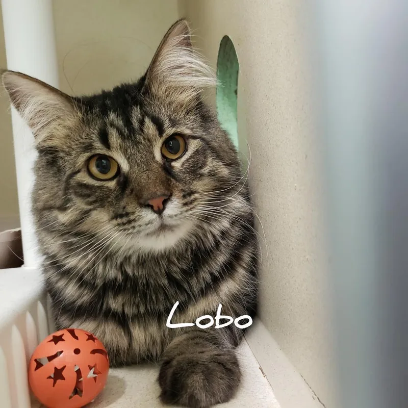 Lobo