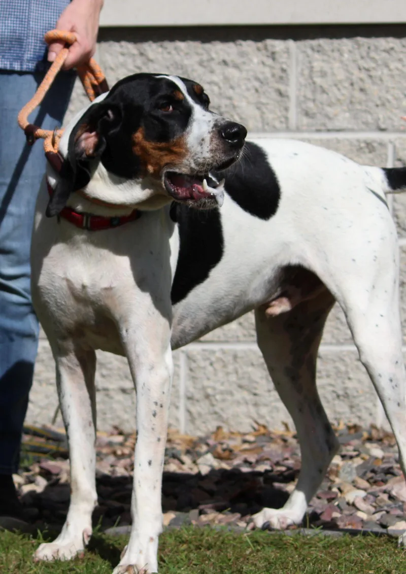 An adult large-sized male Tricolor (Brown, Black, & White) Treeing Walker Coonhound dog named Frost for adoption in Portage, WI