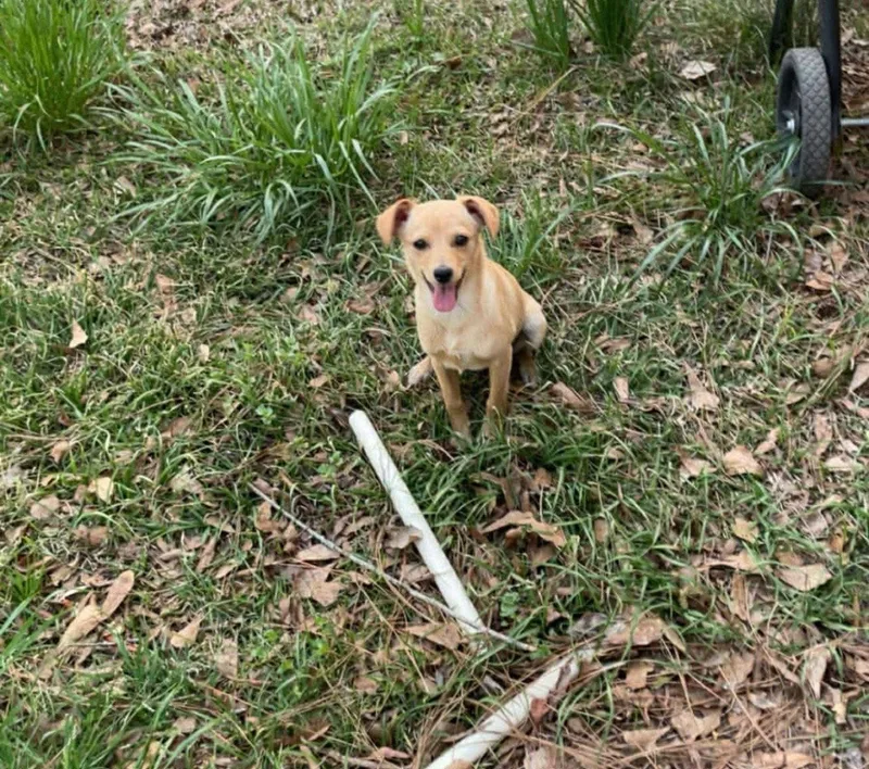 A young medium-sized male Chihuahua dog named Joe for adoption in Union Beach, NJ