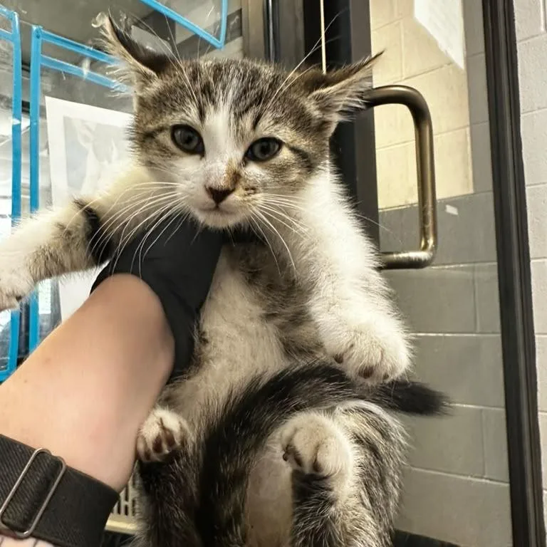 A baby small-sized female Brown / Chocolate Domestic Short Hair cat named Vodka for adoption in Gadsden, AL