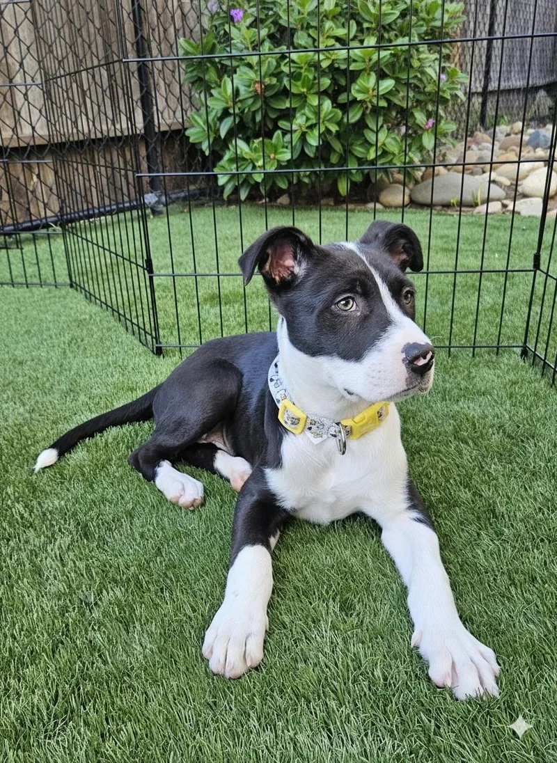 A baby large-sized male Black Pit Bull Terrier dog named Latte for adoption in Berkeley, CA