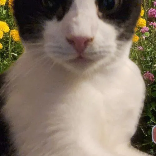 O'malley The Alleycat thumbnail 2