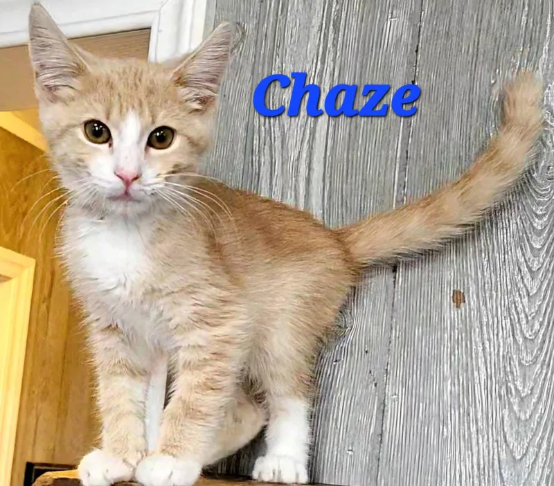 Chaze thumbnail 2