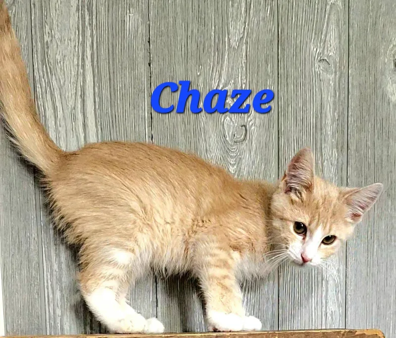 Chaze thumbnail 3