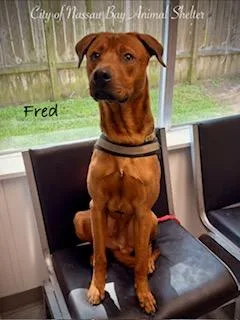 C Fred