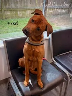 C Fred thumbnail 2