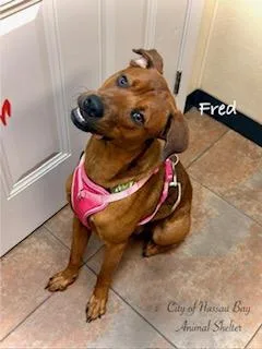 C Fred thumbnail 4