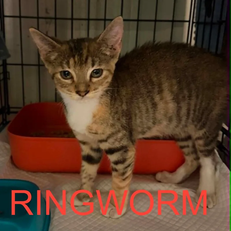 A baby small-sized male Domestic Short Hair cat named Roadhouse for adoption in Stephenville, TX