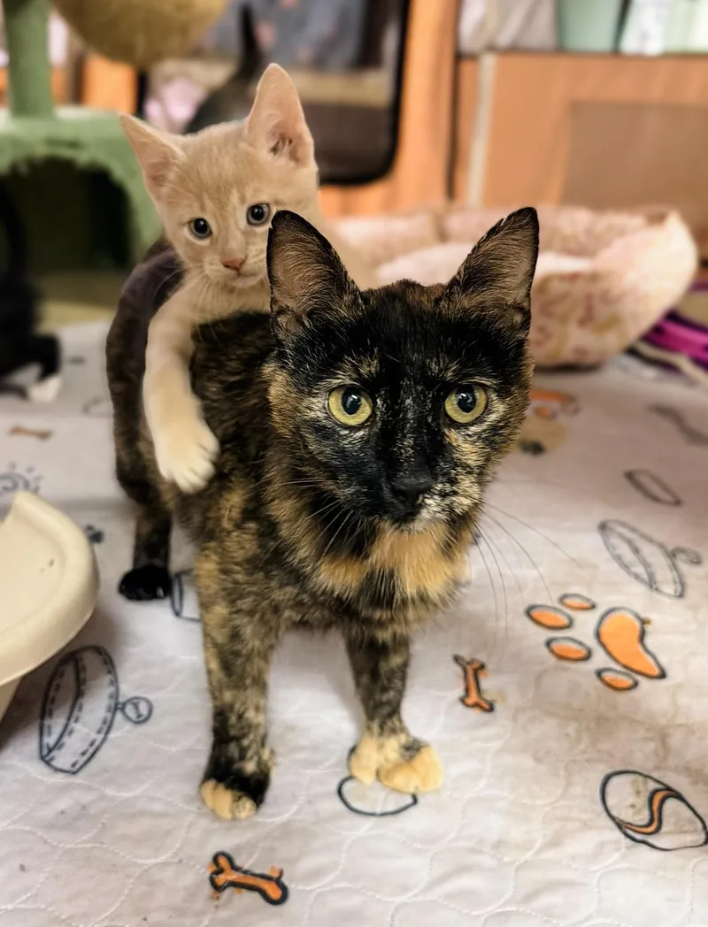 An adult medium-sized female Tortoiseshell Domestic Short Hair cat named Luna for adoption in Philadelphia, PA