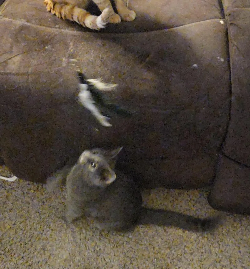 A baby medium-sized female Gray / Blue / Silver Domestic Short Hair cat named Xenia for adoption in Maineville, OH