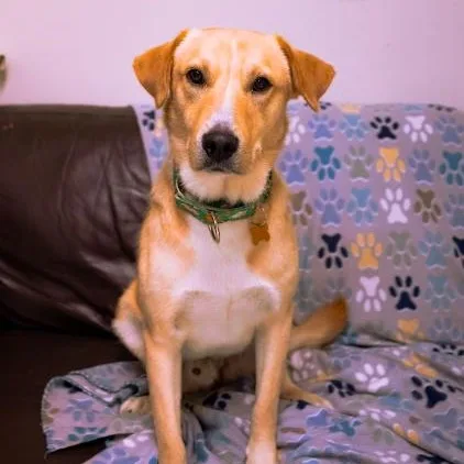 A young medium-sized male Yellow / Tan / Blond / Fawn Labrador Retriever dog named Spencer for adoption in Cincinnati, OH