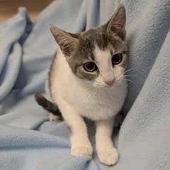 A baby medium-sized female Calico cat named Yamaha for adoption in Green Valley, AZ