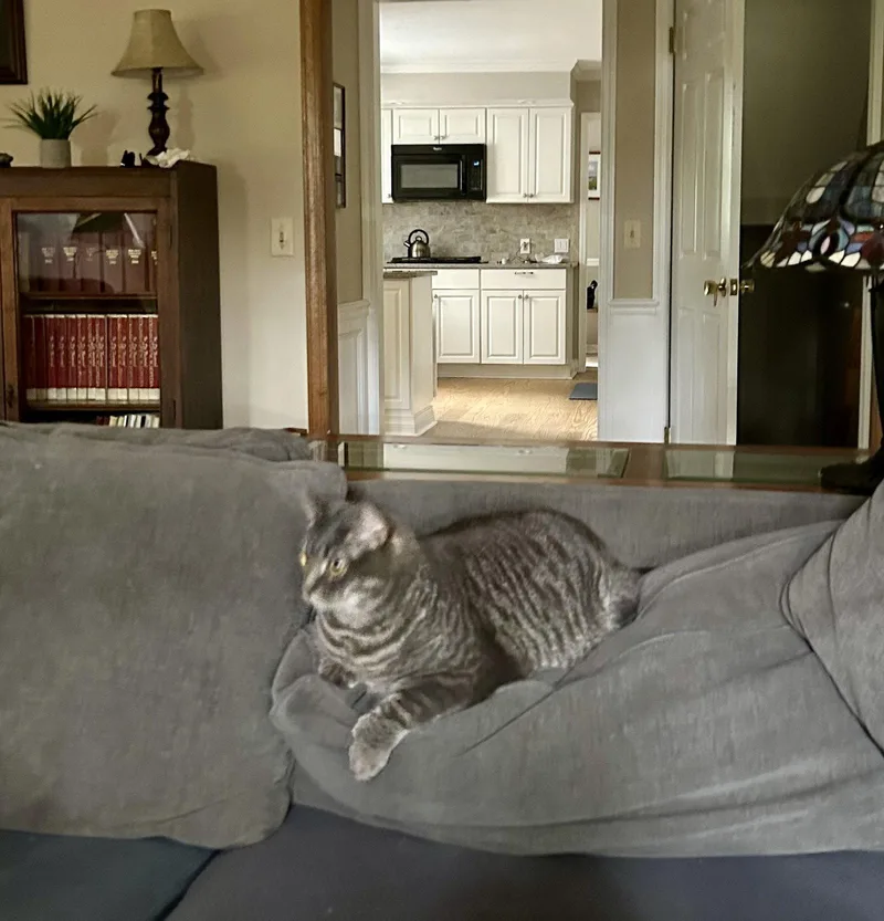An adult medium-sized male Gray / Blue / Silver Domestic Short Hair cat named Teddy for adoption in Rockaway, NJ