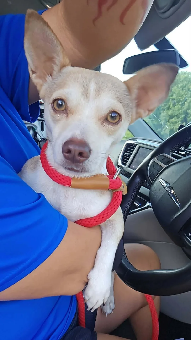 A young small-sized female Chihuahua dog named Beba for adoption in Boise, ID