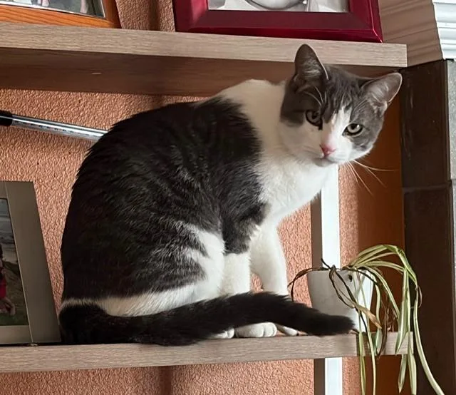 An adult medium-sized male Domestic Short Hair cat named Hubba Bubba for adoption in Lafayette, CO