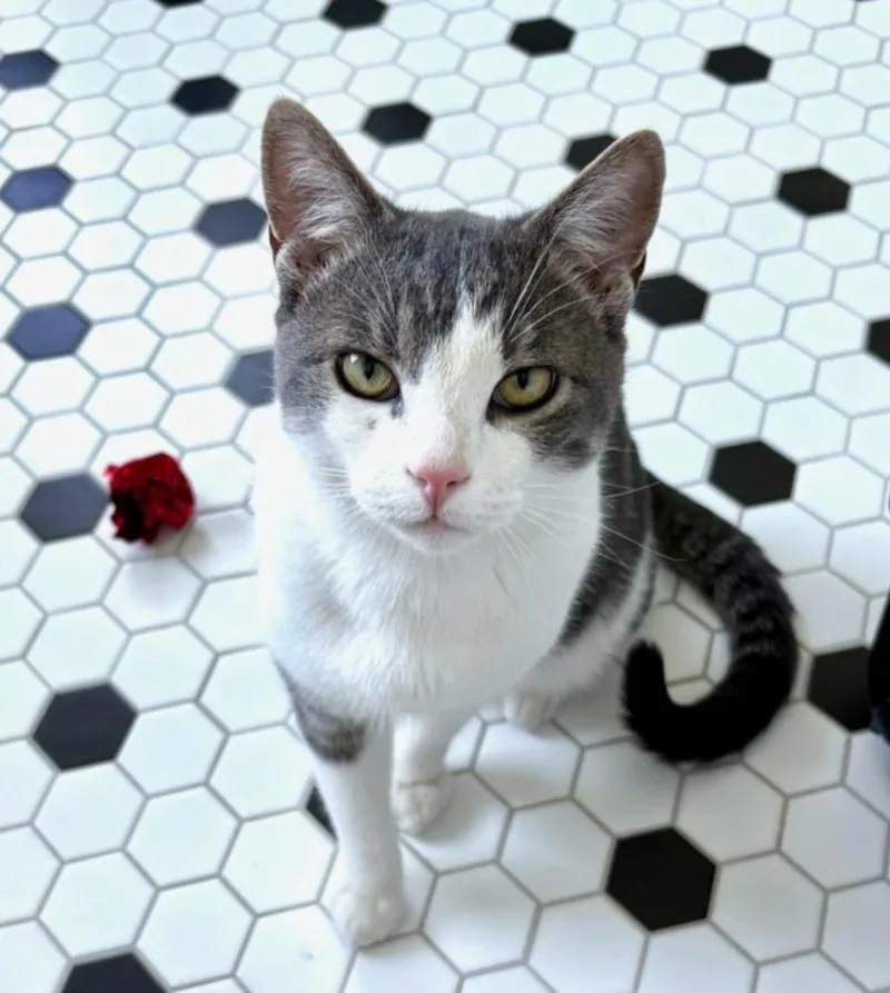 Hubba Bubba thumbnail 4