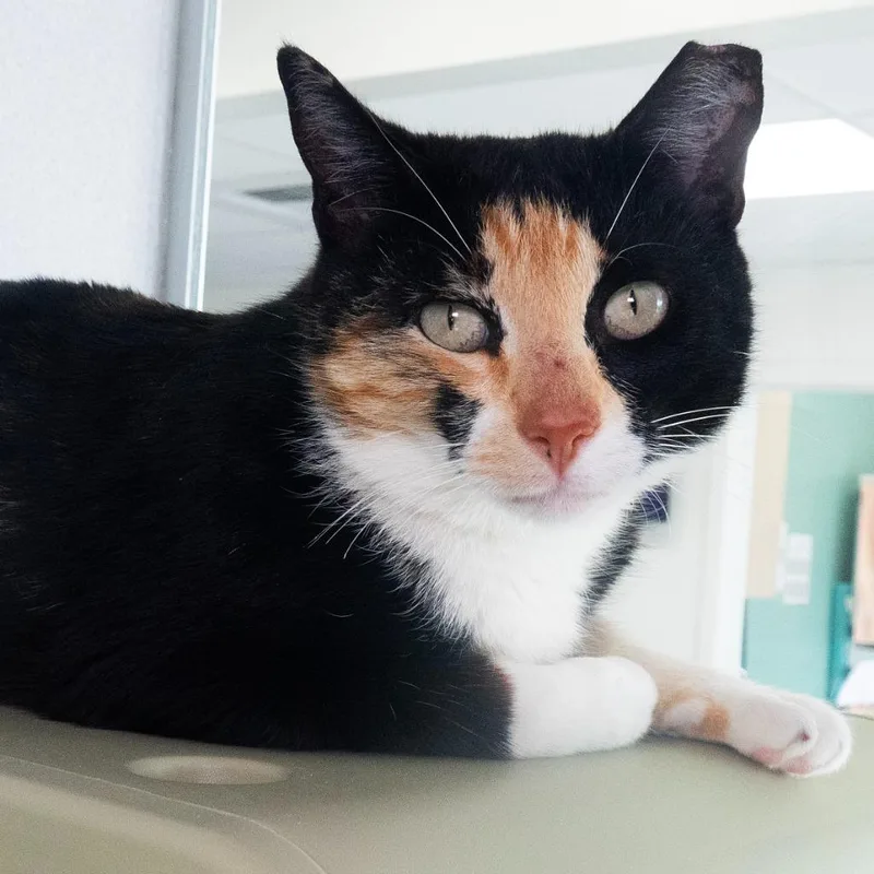 A young medium-sized female Domestic Short Hair cat named Sandy Squirrel for adoption in Shoreline, WA