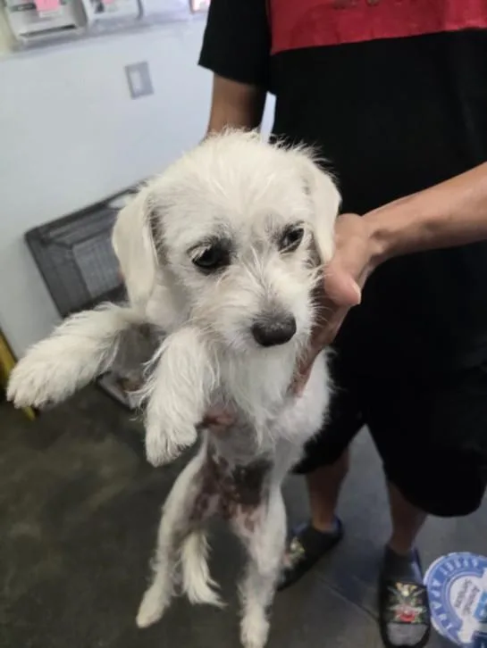 A young small-sized female Terrier dog named Linda for adoption in Los Angeles, CA