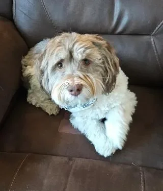 An adult small-sized male Havanese dog named Obi for adoption in Lincoln, NE