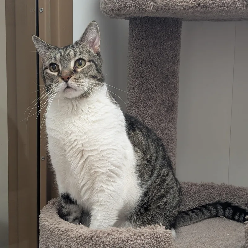 A senior medium-sized male Domestic Short Hair cat named Shredder for adoption in St. Augustine, FL