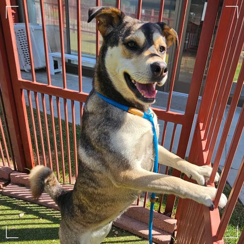 An adult medium-sized female Yellow / Tan / Blond / Fawn German Shepherd Dog dog named Koda for adoption in Upland, CA