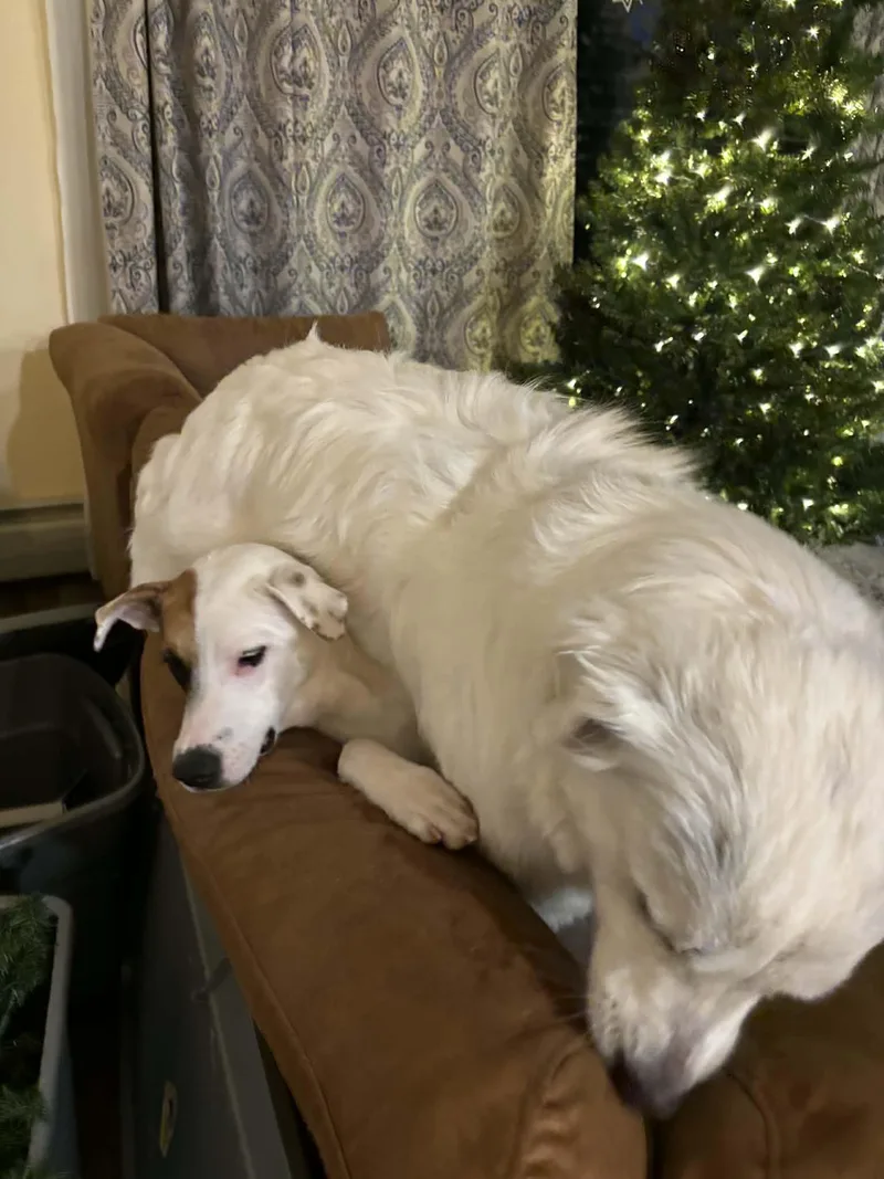 Mitchell thumbnail 3