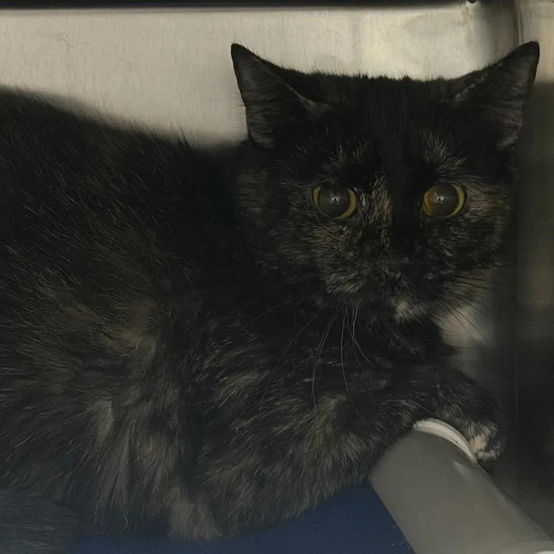 A young medium-sized female Calico Domestic Short Hair cat named Velvet for adoption in Marion, VA