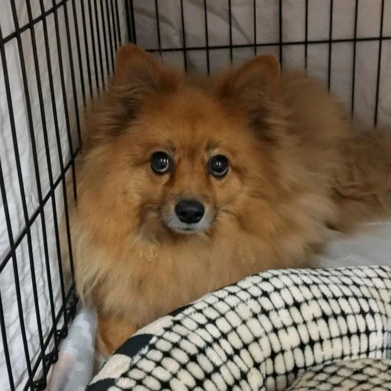 An adult small-sized male Red / Chestnut / Orange Pomeranian dog named Olly Wally for adoption in Norfolk, NE