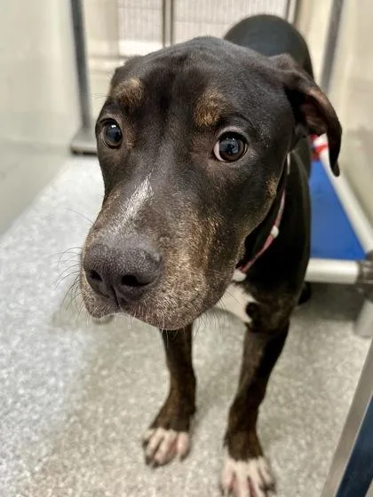 A baby large-sized female Black Mixed Breed dog named Mallory for adoption in Wichita, KS