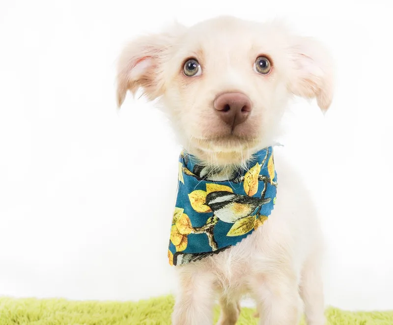 A baby small-sized male Apricot / Beige Chihuahua dog named Cardinal for adoption in PHOENIX, AZ