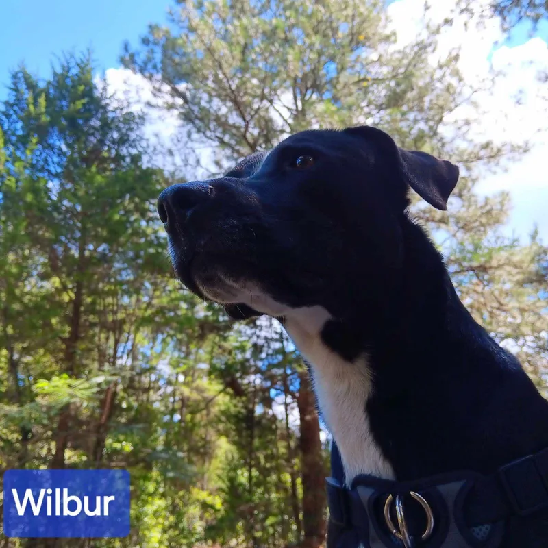 Wilbur thumbnail 3