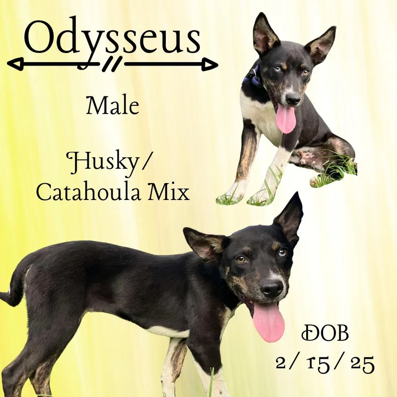 Odysseus