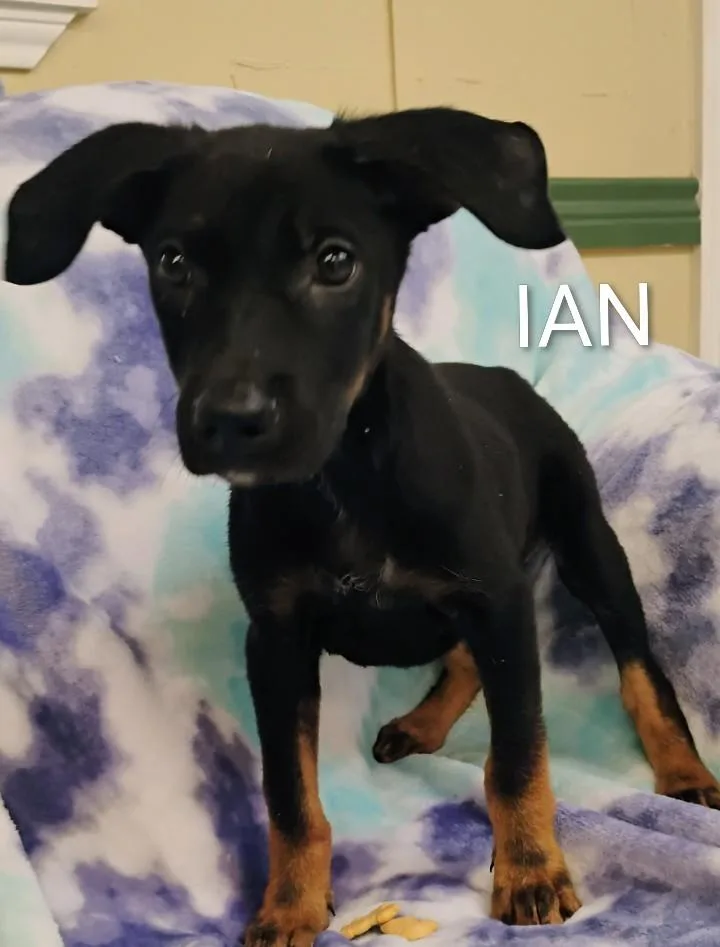 A baby medium-sized male Black German Shepherd Dog dog named Ian for adoption in Saint Jo, TX