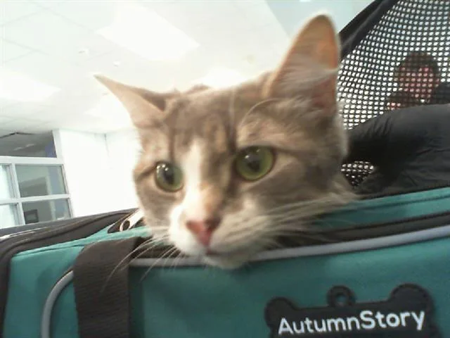 An adult large-sized female Domestic Medium Hair cat named Custard for adoption in Charlotte, NC