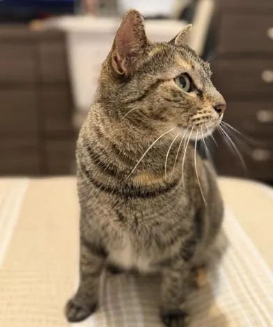 A young large-sized female Tabby (Brown / Chocolate) Domestic Short Hair cat named Mila for adoption in Liverpool, TX