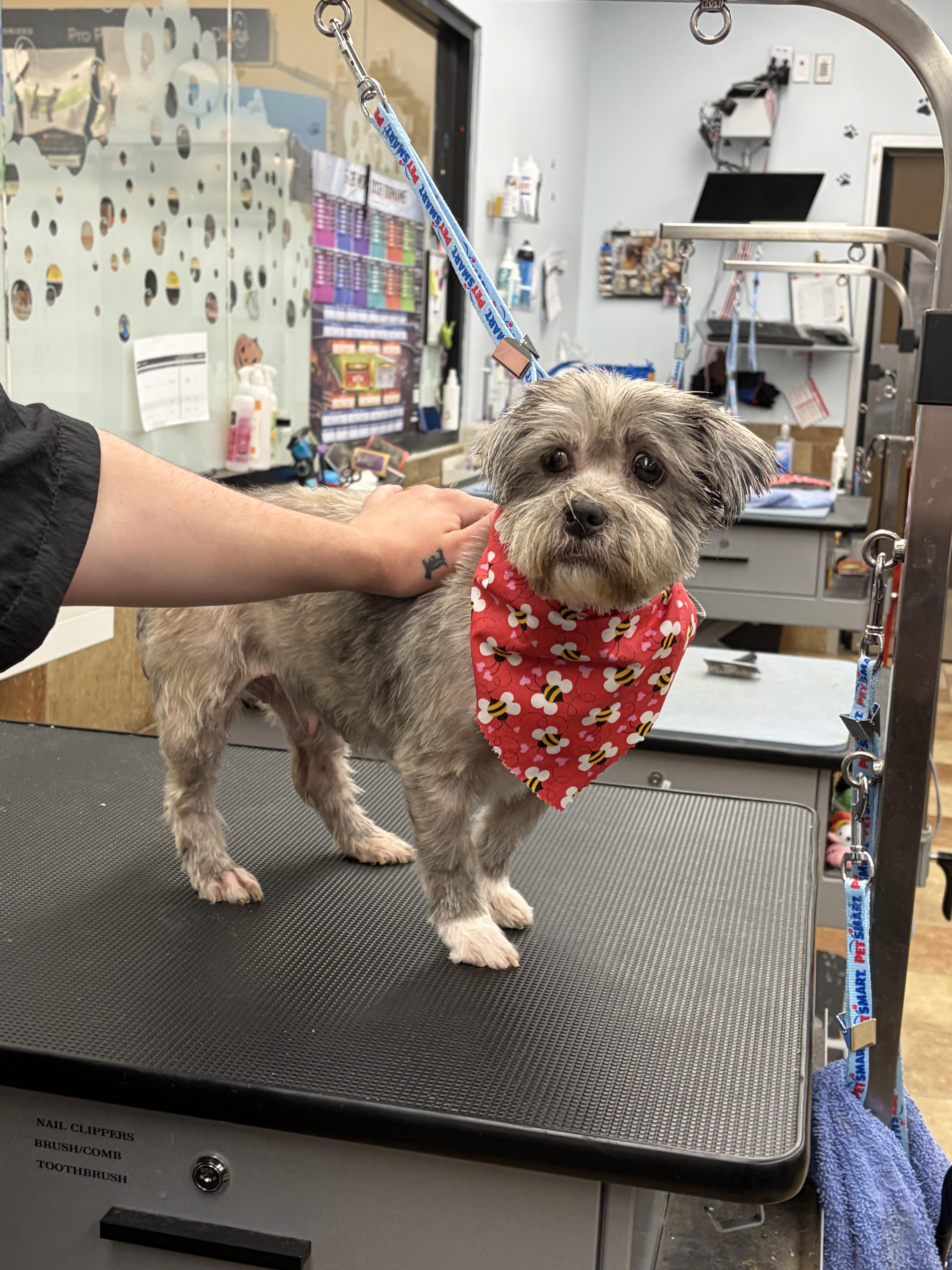 A young small-sized female Gray / Blue / Silver Shih Tzu dog named Cream Puff Donut for adoption in Andover, MA