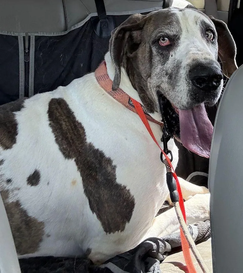 An adult extra large-sized male Merle (Blue) Great Dane dog named Benny for adoption in Larkspur, CO
