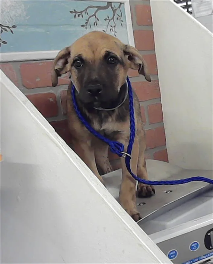 A baby small-sized female Black Mouth Cur dog named Jeanie for adoption in Houston, TX