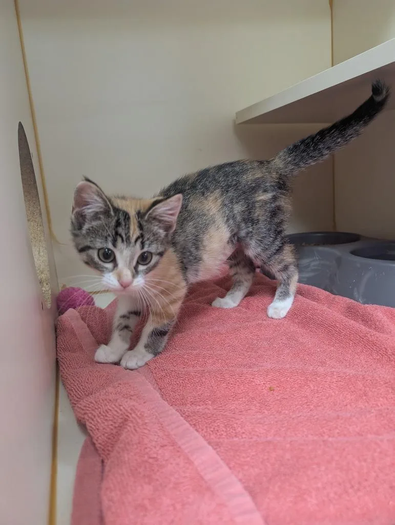 A baby small-sized female Domestic Short Hair cat named Magdalene for adoption in Little Rock, AR